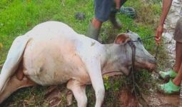 Puluhan Ekor Sapi di Gorontalo Mati Diracun - JPNN.com