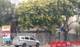 Renovasi Rumah di Menteng Tetap Jalan Meski Tebang Pohon Tanpa Izin - JPNN.com