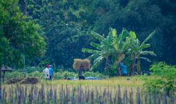 Dukung Program Pemerintah, PIS Dorong Produktivitas Lahan Petani di Sleman - JPNN.com