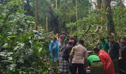 Pohon Tumbang Menewaskan 2 WNA di Ubud - JPNN.com