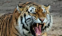 Harimau Sumatra Memangsa Ternak Milik Warga di Pesisir Barat Lampung - JPNN.com