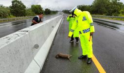 Hewan Dilindungi Macan Akar Mati Terlindas di Tol Dumai-Pekanbaru - JPNN.com