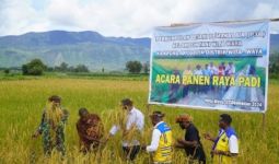 140 Kelompok Tani P3A Wita Waya Panen Perdana Padi di Papua Pegunungan - JPNN.com