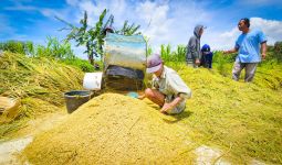 Harga Gabah di Bawah HPP, Petani Kulonprogo Minta Bulog Segera Bertindak - JPNN.com