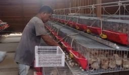 SIG Bantu Kelompok Peternak Puyuh Andalas Produksi 4.000 Telur per Hari - JPNN.com