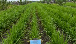 Progres Program Tanam Padi PTPN Tumbuh Subur, Pendapatan Petani Sawit Berpotensi Bertambah - JPNN.com