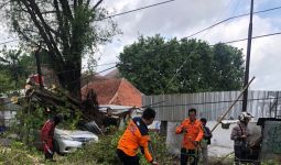 Lagi, Pohon Tumbang di Semarang, Mobil Ringsek Bagian Depan - JPNN.com