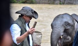 Menhut Raja Antoni Memandikan Gajah di Tangkahan, Dukung Ekowisata di Taman Nasional - JPNN.com