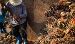 IJMI Sebut Pekerja Sawit Indonesia Rawan Dieksploitasi - JPNN.com