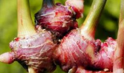 5 Cara Membuat Jamu Kuat Ala Keraton Jawa yang Baik untuk Tubuh - JPNN.com