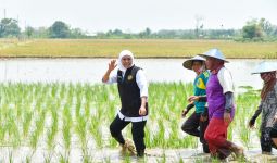 Jatim Sumbang 25 Persen Laju Tanam Padi Nasional, Khofifah: Komitmen Wujudkan Kedaulatan Pangan - JPNN.com