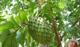 5 Jenis Tanaman Obat untuk Kista Ovarium yang Perlu Anda Ketahui - JPNN.com