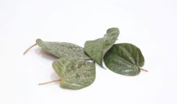 5 Herbal Terbaik untuk Mengencangkan Rahim Setelah Persalinan Secara Alami - JPNN.com