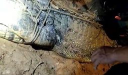 BPBD Kutim Tangkap Buaya Penerkam Anak di Sungai Sangatta - JPNN.com
