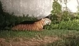 Kemunculan Harimau Sumatra di Dumai Bikin Heboh - JPNN.com