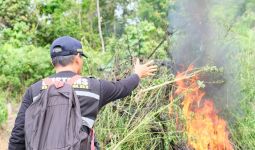 Dipimpin Irjen I Wayan Sugiri, BNN dan Bea Cukai Musnahkan Ladang Ganja 3 Hektare di Aceh - JPNN.com