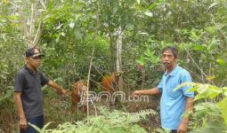 Sempat Hilang Misterius, Sapi Milik Pemkab Ditemukan - JPNN.com