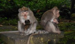 Belasan Monyet Liar Serang Balita - JPNN.com