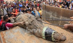 Buaya Raksasa, Panjangnya Lima Meter, Lihat nih Fotonya… - JPNN.com