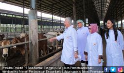 KIBIF Jamin Penuhi Kebutuhan Daging Sapi Hingga Idul Fitri - JPNN.com