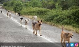 12 Anjing Menyerang, Membunuh dan Memakan Pria Mabuk, Ih Ada Videonya - JPNN.com