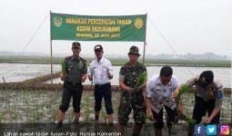 Inilah Inovasi Teknologi Budidaya Padi di Sawah Tadah Hujan - JPNN.com