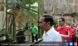 Gorila Ragunan Mendadak Jinak Dapat Makan dari Jokowi - JPNN.com
