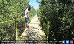 Ekowisata Mangrove Tak Terurus Lagi - JPNN.com
