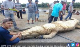 Buaya Besar Ditangkap, Perut Dibelah, Ada Rambut Manusia - JPNN.com