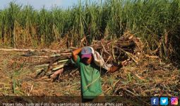 Lahan Tebu 8 Hektar Hancur Dilalap Api - JPNN.com