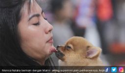 Jangan Biarkan Anjing Menjilati Wajah Anda, Ini Bahayanya - JPNN.com