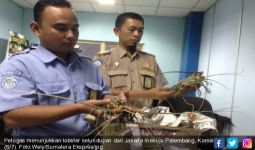 Penyelundup Lobster Kelabui Petugas dengan Dokumen Palsu - JPNN.com