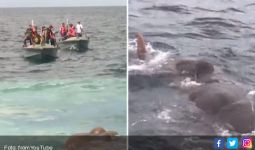 12 Jam Misi Ajaib Menyelamatkan Gajah Malang di Laut - JPNN.com