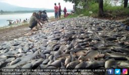 Ratusan Ton Ikan di Bendungan Wayrarem Mati Mendadak - JPNN.com
