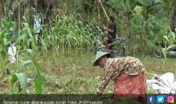 Ketika Kawanan Babi Hutan Menyerang, Hancur Sudah... - JPNN.com