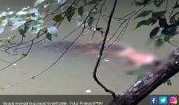 HEBOH! Pawang Datang, Buaya Giring Mayat Syarifuddin ke Pinggir Sungai - JPNN.com
