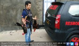 Lihat tuh, Polisi Bersenjata Laras Panjang Tenteng Dua Ayam - JPNN.com