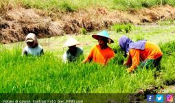 MUI-Pemerintah Bersinergi Wujudkan Ekonomi Umat di Sektor Pertanian - JPNN.com