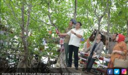 Hutan Mangrove Mamuju Terawat dengan Baik - JPNN.com