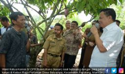 Petani Kakao di Mamuju Hadapi Banyak Masalah - JPNN.com