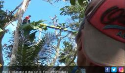 Potong Dahan, Mistar Malah Tersangkut di Pohon Tinggi 25 Meter - JPNN.com
