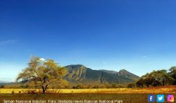 Tujuh Satwa Dilindungi Dilepas di Taman Nasional Baluran - JPNN.com