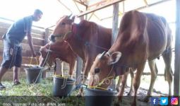Pertumbuhan Industri Pengolahan Susu Membuka Peluang bagi Peternak Dalam Negeri - JPNN.com