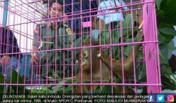 Thailand Kembalikan Orangutan Selundupan ke Indonesia - JPNN.com