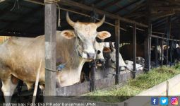 Susu Segar Dalam Negeri Butuh Kepastian Pasar dan Harga - JPNN.com