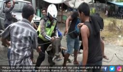Lihat, Polisi Tangkap Sapi Kurban Lantaran Lukai Lima Warga di Medan - JPNN.com