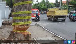 Ribuan Pohon Rawan Tumbang Bakal Ditertibkan - JPNN.com