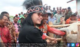 Papua Diminta Terus Tingkatkan Populasi Sapi Potong - JPNN.com