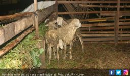 Pembunuh Puluhan Domba Milik Warga Terekam CCTV, Ternyata - JPNN.com