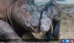 WWF: Populasi Satwa Dunia Menyusut 60 Persen, Ribuan Punah - JPNN.com